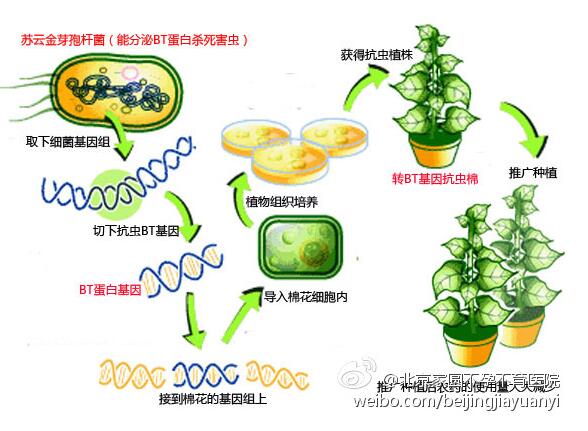 轉基因是什麼意思？