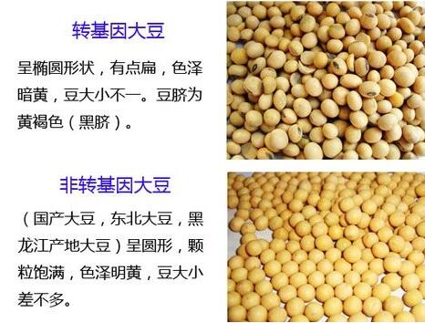 轉基因食品區別