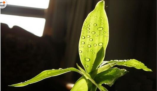 水養富貴竹葉子發黃的原因和解決方法