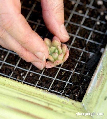 舊畫框改造多肉植物花盆 DIY立體多肉裝飾畫- www.shougongdi.com