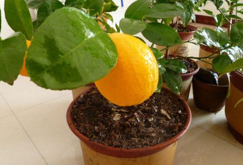 盆栽檸檬的養殖方法