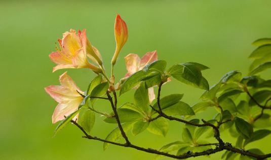 杜鵑花怎麼種植？科學養殖杜鵑花的方法