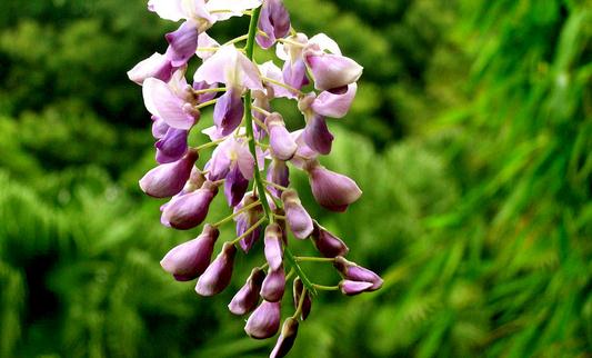 紫籐花的特征-紫籐花的養殖方法