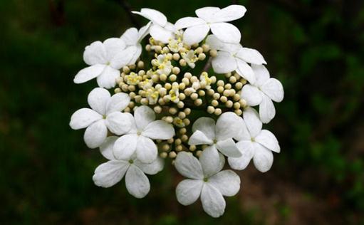 瓊花的養殖方法-瓊花的特征