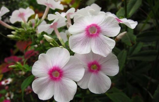 鳳仙花的介紹-鳳仙花的養殖方法