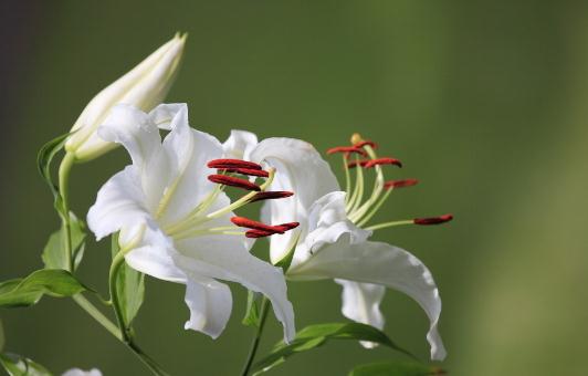 百合花的象征意義-百合花的養殖技巧