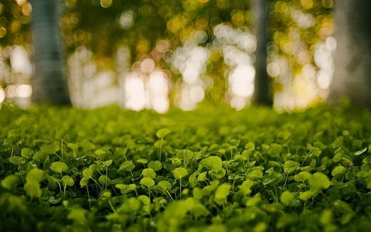 小心植物“報復” 植物也會吃醋