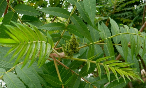 樹如何能產鹽？鹽鹼地裡的木鹽樹