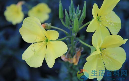 夜來香的介紹-夜來香花對家居環境的影響