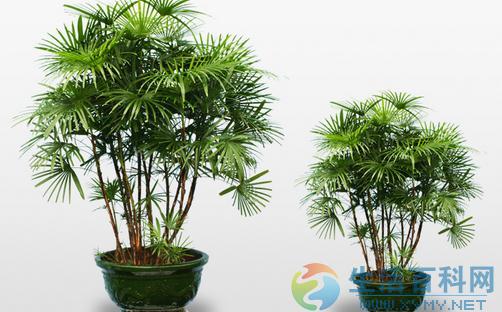 棕竹的養護技巧-棕竹的特征