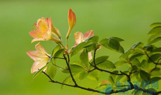 杜鵑花怎麼種植？科學養殖杜鵑花的方法