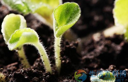 家中盆栽土壤消毒的方法