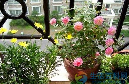 室內養花3宜3忌要切記