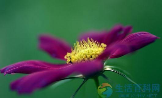 秋季適合養什麼花？秋季如何養花？