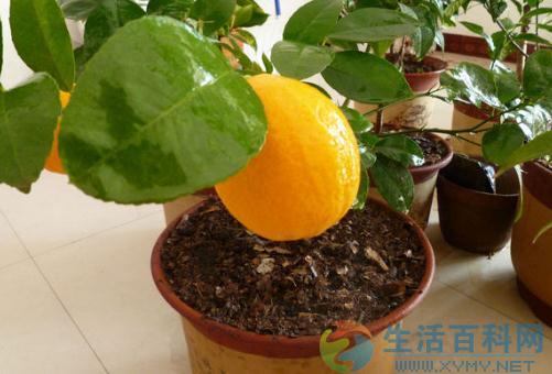 盆栽檸檬的養殖方法