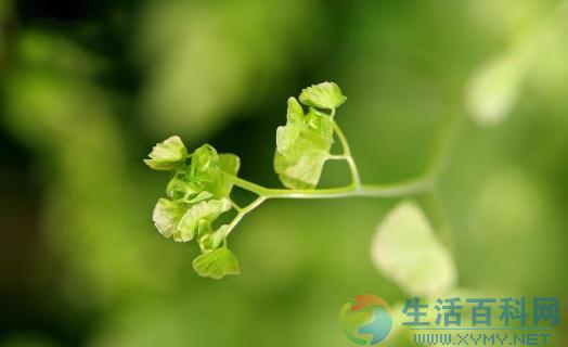 在家庭裡養好鐵線蕨的方法