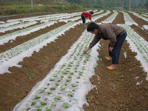 豆薯種植技術