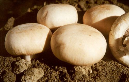 雙孢菇的功效與作用及禁忌
