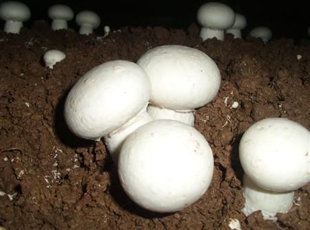雙孢菇的功效與作用及禁忌