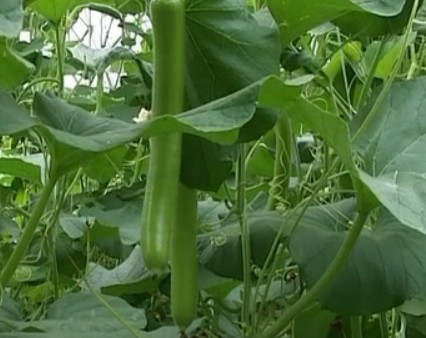 瓠子大棚早熟種植技術