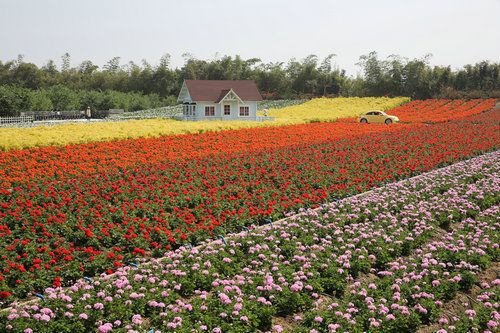 七彩花田