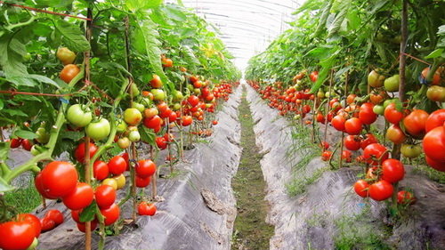 番茄大棚早春防寒種植技術