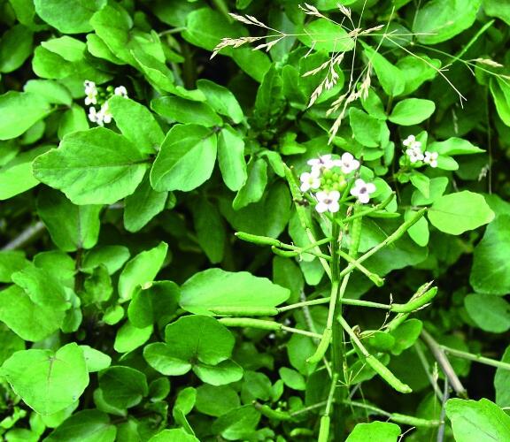 西洋菜種植技術