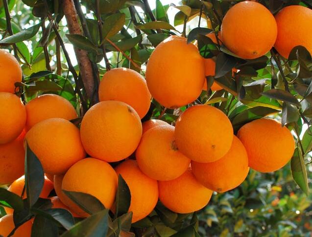 臍橙的功效與作用及禁忌