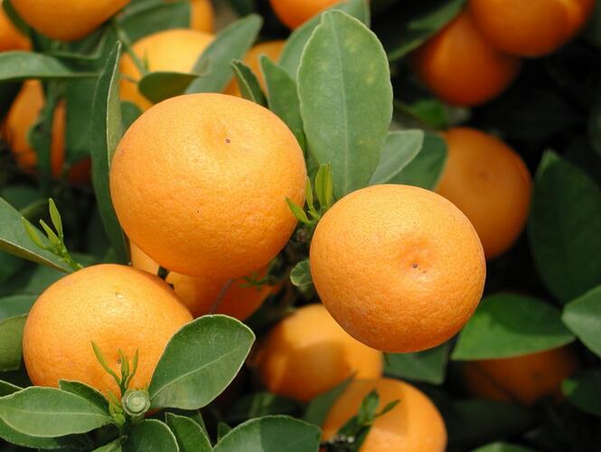 金橘的功效與作用及禁忌