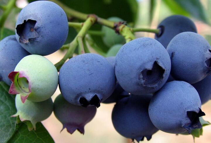 藍莓的功效與作用及禁忌