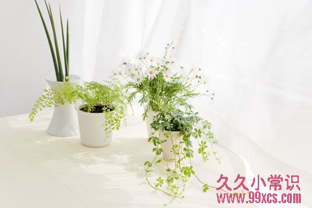  綠色植物