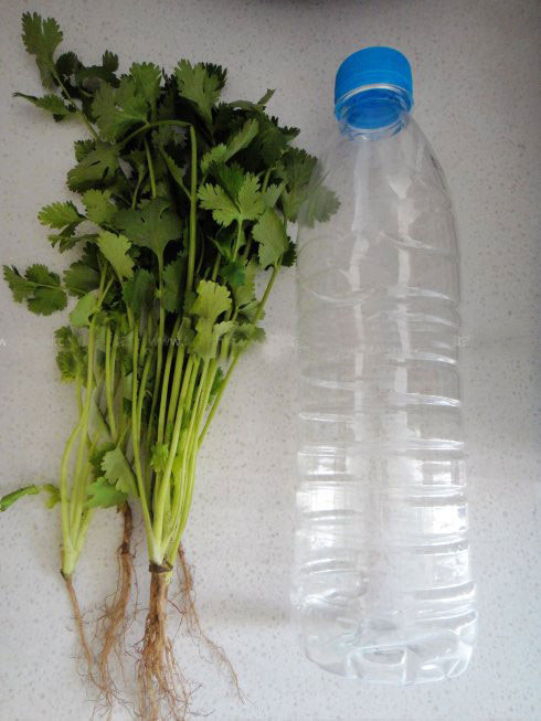 香菜如何保鮮 半瓶水讓香菜再蔥郁半個月