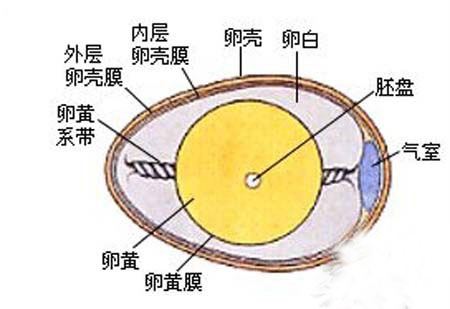 怎樣識別新鮮雞蛋 快速識別新鮮雞蛋的秘訣
