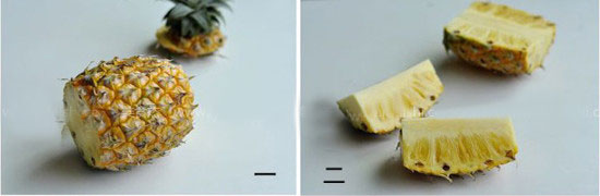 怎樣削菠蘿皮 削菠蘿皮的小方法