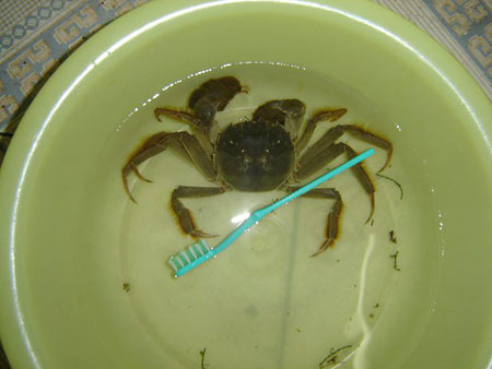 螃蟹的洗法步驟圖解 巧妙洗出干淨蟹肥