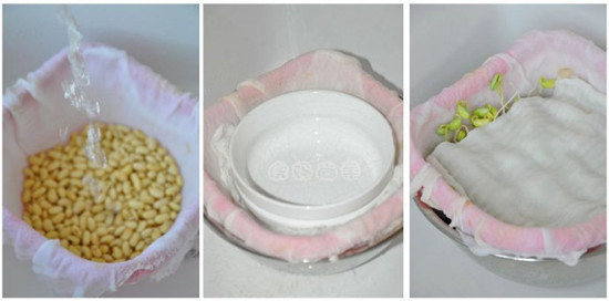 自己在家怎樣發黃豆芽 純天然綠色食品吃的更安心