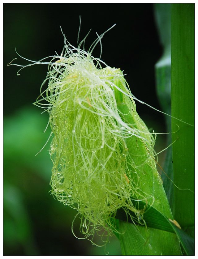 揭秘玉米須的功效與作用有哪些 利膽止血雙管其下