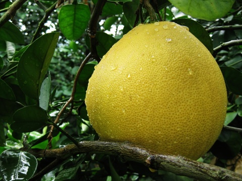 揭秘柚子皮的功效與作用 養顏滋補兩全其美