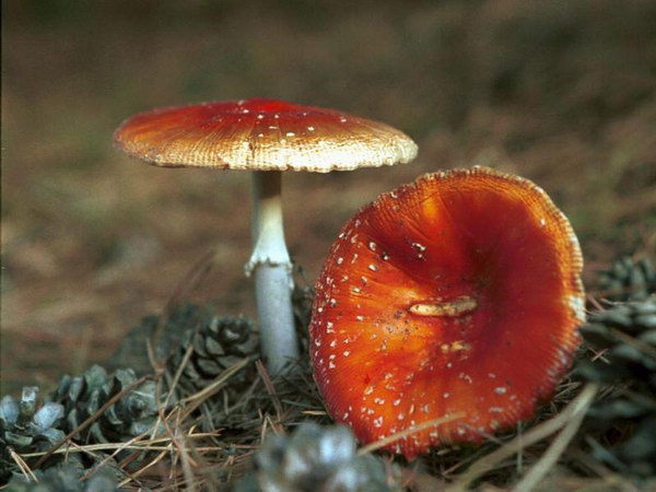 教你如何識別幾種毒蘑菇的方法 有毒蘑菇不能吃