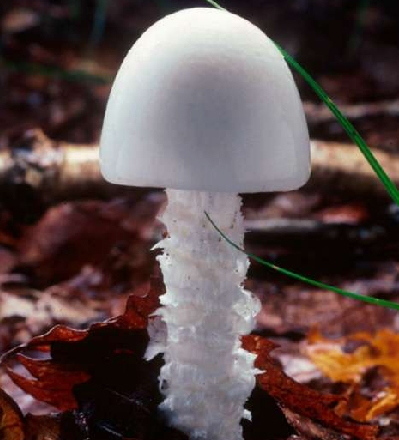 教你如何識別幾種毒蘑菇的方法 有毒蘑菇不能吃