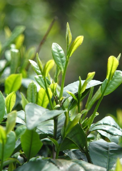 喝綠茶的好處有哪些 口感與沖泡方法有很大關系