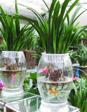 如何養好水培植物 教你如何才能養好水培花卉
