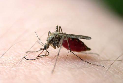 夏天怎麼防蚊子叮咬最有效 快速去癢妙方推薦