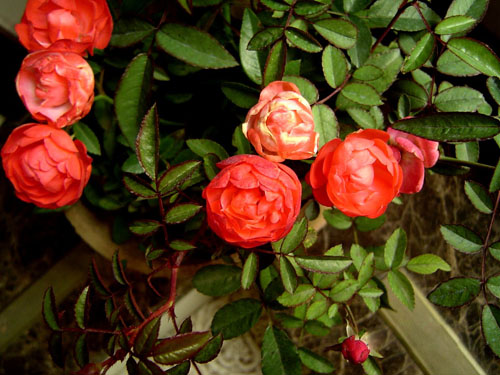 月季和玫瑰的區別圖片介紹 教你怎麼區別玫瑰月季薔薇