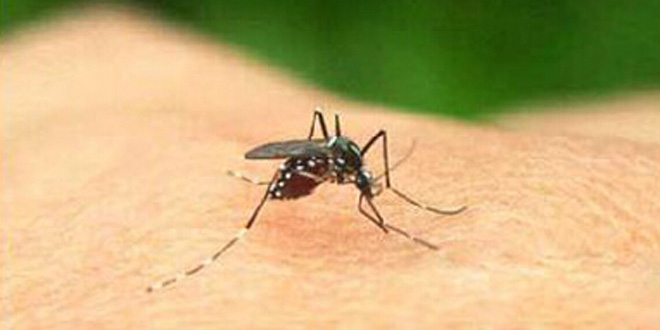 蚊子喜歡叮咬什麼樣的人 正確驅蚊方法盤點