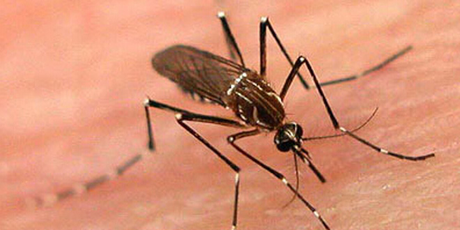 蚊子喜歡叮咬什麼樣的人 正確驅蚊方法盤點