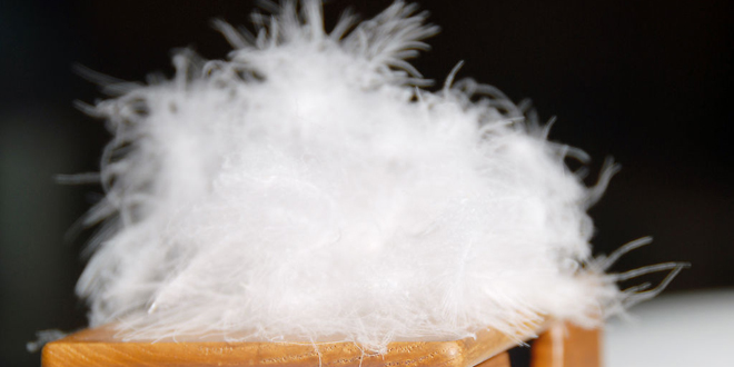 羽絨棉和羽絨有什麼區別 挑選羽絨服技巧
