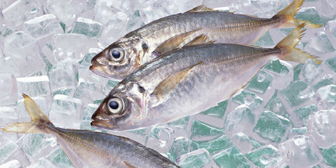 活魚怎麼保鮮 活魚保存、保鮮的妙招