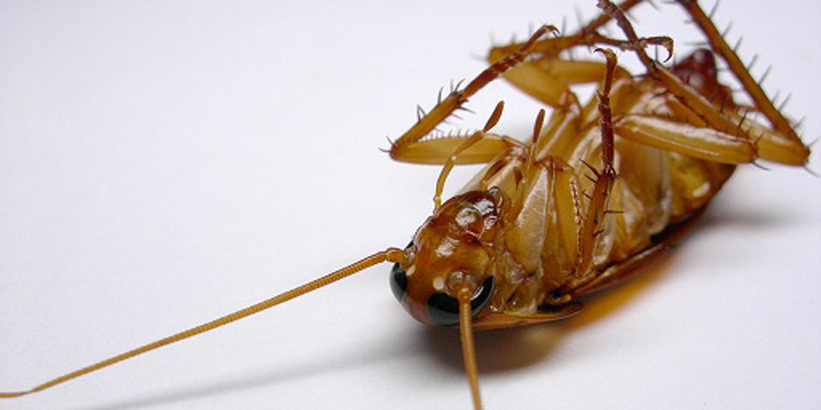 消滅蟑螂最有效的方法 21招讓蟑螂無處可逃
