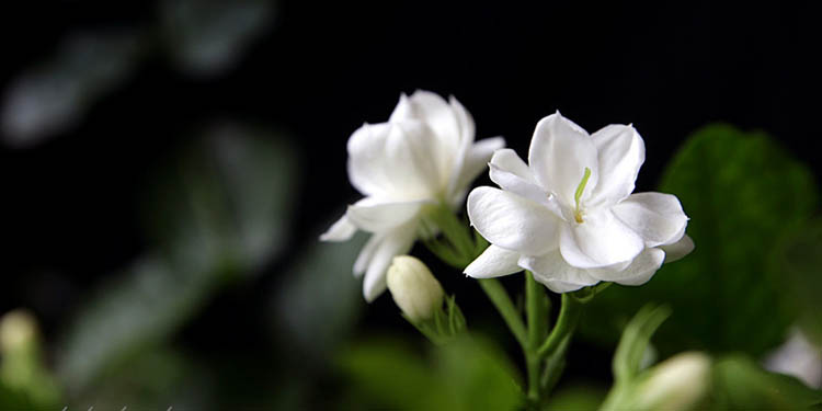 什麼花適合放在臥室 臥室養花的注意事項